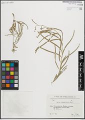 Foto von Salix linearifolia E. L. Wolf